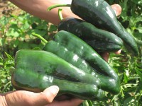 /album/productos/chiles-poblanos-jpg/